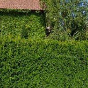 obrazek: avatar KUBÍK JAN-HOK POČÍTAČE