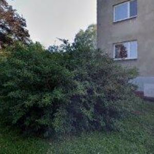 obrazek: avatar HOMOLKA MAREK-URBANTREES