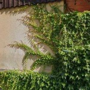 obrazek: avatar HELA GLASS