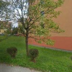 obrazek: avatar MUSIL PETR-RIZIKOVÉ KÁCENÍ A OŘEZ STROMŮ