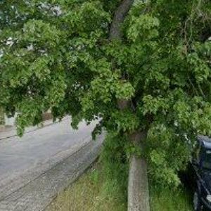 obrazek: avatar DONT MILAN