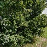 BLACHERE-ILLUMINATION CZ