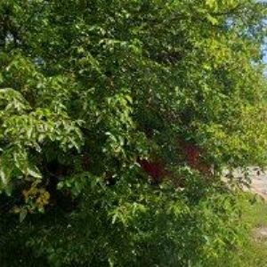 obrazek: avatar BEZDÍČEK PAVEL