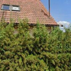 obrazek: avatar BOHATÝ BOHUMIL-STŘECHY