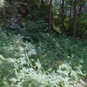 obrazek: avatar SOKOV