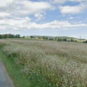 obrazek: avatar ČERNOHOUS MILAN