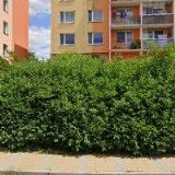 ŠEVČÍK VOJTĚCH-DŘEVOSTAVBY