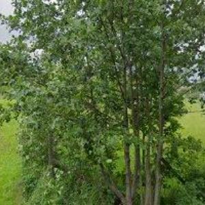 obrazek: avatar LOŽISKA