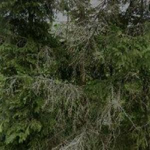 obrazek: avatar STRAKA MILOŠ