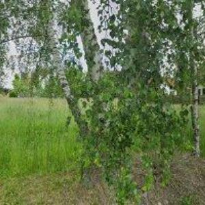 obrazek: avatar ZVOLÁNEK LADISLAV