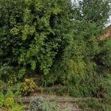 SALIX INTERNATIONAL a.s.