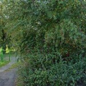 obrazek: avatar RED OAK, s.r.o.