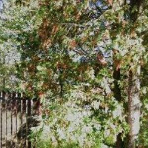 obrazek: avatar JANEFOTO.CZ