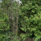 CUKRÁRNA ROHOVLÁDOVA BĚLÁ