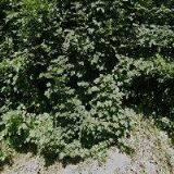 VYČÍTALOVÁ LUDMILA-FLAMENCO