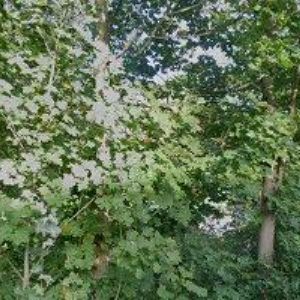 obrazek: avatar FF SLUŽBY