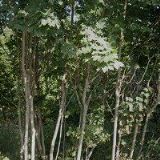 SUSKE JOSEF-ZEDNICKÉ A OBKLADAČSKÉ PRÁCE