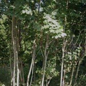 obrazek: avatar SUSKE JOSEF-ZEDNICKÉ A OBKLADAČSKÉ PRÁCE