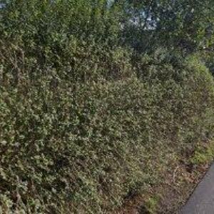 obrazek: avatar ZŠ Mírová pod Kozákovem