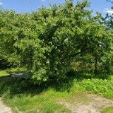 BULÍČEK PETR-OBKLADY A DLAŽBY