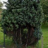 MOBILNÍ MASÁŽE MIKAYLA