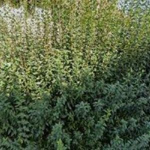 obrazek: avatar PULSKLIMA, spol. s r.o.