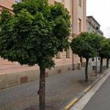 ZŠ Heřmanův Městec