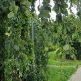 POZDNÍK ROMAN-VODA-PLYN-TOPENÍ