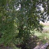 TM HAIR-TOMÁŠ A MARCELA PANČOCHOVI