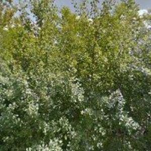 obrazek: avatar MŠ Pardubice-Rosice nad Labem