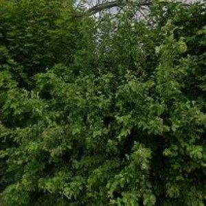 obrazek: avatar ŠVORC JIŘÍ Ing.