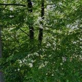 ZŠ Koryčanské Paseky