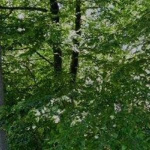 obrazek: avatar ZŠ Koryčanské Paseky