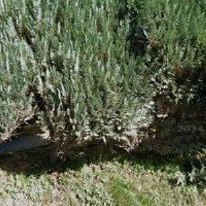 obrazek: avatar MŠ Držková