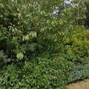 obrazek: avatar FLÉTNY-NOTY.CZ