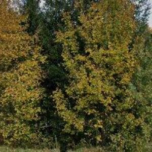 obrazek: avatar EFFEVI-ZAHRADNÍ NÁBYTEK s.r.o.