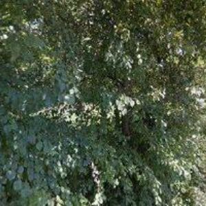 obrazek: avatar ARAUCANA s.r.o.