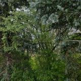 BELLAZI COMPANY LTD, spol. s r.o.