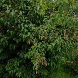 obrazek: avatar ZDRAVOŠ PÉČE s.r.o.