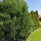 HOLEČEK FRANTIŠEK-PROMONT