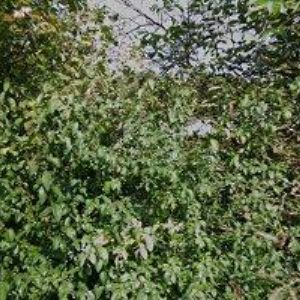 obrazek: avatar KANCNER VLASTIMIL