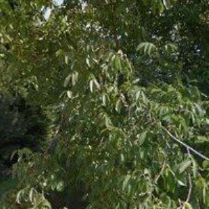 obrazek: avatar REZEK LIBOR