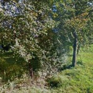 obrazek: avatar JEZDECKÝ KLUB NICOL FRÝDLANT