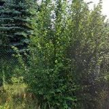 DUŠÁNEK MIROSLAV-PODLAHÁŘSTVÍ