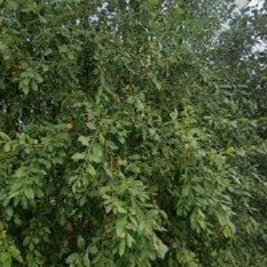 obrazek: avatar MARŠÍK JAROSLAV