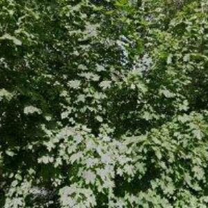 obrazek: avatar KUBRTOVÁ MARIE Ing.