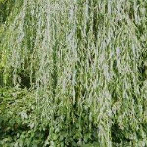 obrazek: avatar KOLMAN MICHAL-BOZP