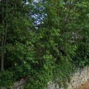 obrazek: avatar SDH Štěpánov