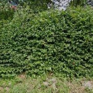 obrazek: avatar SDH Dušná