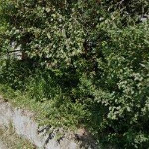 obrazek: avatar SDH Košíky